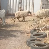 غوچ چاق