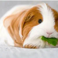 خوکچه هندی|موش و خرگوش|مشهد, پورسینا|دیوار