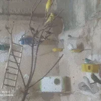 باسلام تعدادی پرنده|پرنده|ماهدشت, |دیوار