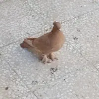 کبوتر یا کفتر زرد کاکلی