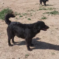 یک جفت اشپیتز نگهبان .واگذاری