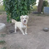 سگ پا کوتاه