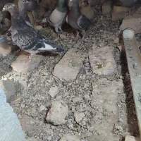 کبوترمسافتی اسماعیل اباد|پرنده|خاش, |دیوار