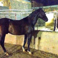 اسب ترکمن|اسب و تجهیزات اسب‌سواری|مشهد, امیریه|دیوار