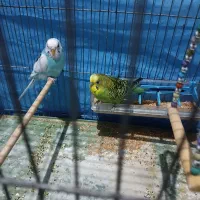 مرغ عشق|پرنده|ابهر, |دیوار