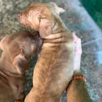 سگ پیتبول شجره دار