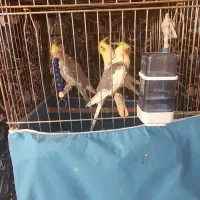 ۵عددعروس هلندی|پرنده|رزن, |دیوار