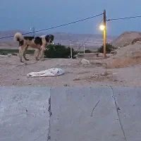 سگ نژاد قدیدم|سگ|انگوران, |دیوار