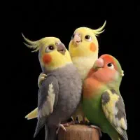 عروس هلندی ماده گم شده