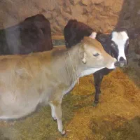 سه گوساله محلی یکی نر ودو ماده|حیوانات مزرعه|حسین آباد, |دیوار