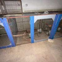 قفس بزرگ پرنده|لوازم جانبی حیوانات|بندر دیر, |دیوار