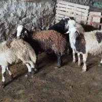 بره قوچ|حیوانات مزرعه|بیرانوند, |دیوار