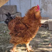 فروش تخم نطفه دار مرغ نژاد‌دار