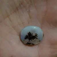 شجر تک درخت قاعن