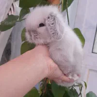 خرگوش لوپ هلندی اصیل