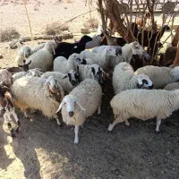سلام ودرود فروش فوری تعداد55راس،بزصلاله اصل ومیش|حیوانات مزرعه|حاجی آباد, |دیوار