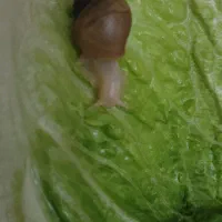 حلزون آچاتینا