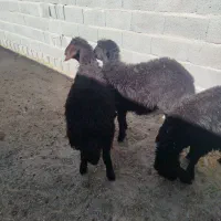 ۳ راس بره قزل افشار و قره قزل|حیوانات مزرعه|بناب, |دیوار