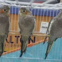 جوجه عروس هلندی پنج ماهه