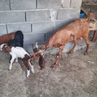 چند عدد بز|حیوانات مزرعه|سیریک, |دیوار