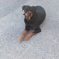 سگ روتوایلر