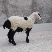 بره نر گوسفند|حیوانات مزرعه|زاهدان, |دیوار