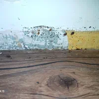 سم پاشی سمپاشی ساس سوسک کنه و تک مرحله ای تضمینی|خدمات نظافت|تهران, صادقیه|دیوار