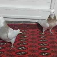 کبوترطوقی|پرنده|ماهیدشت, |دیوار