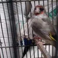 سهره ماده|پرنده|شیروان (خراسان), |دیوار