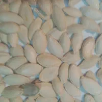 تخمه کدو|حراج|یزد, |دیوار