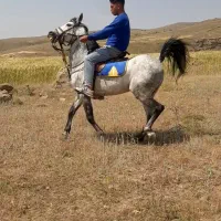 فروش دو راس اسب|اسب و تجهیزات اسبسواری|درودزن, |دیوار