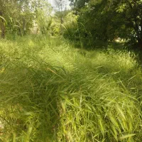 گیاه باغ رایگان