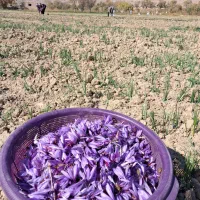 زعفران سرگل ممتاز|خوردنی و آشامیدنی|سرایان, |دیوار