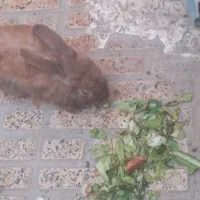 خرگوش نر و ماده