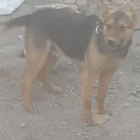 سگ ژرمنی