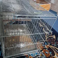 مرغ عشق مولد|پرنده|اندیمشک, |دیوار