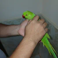 ملنگو جوجه نر