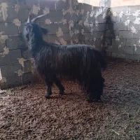 بز داشتی|حیوانات مزرعه|سی‌سخت, |دیوار