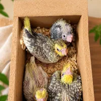 جوجه عروس هلندی سرلاکی