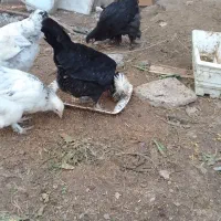 خروس سلطان|حیوانات مزرعه|رشت, دیانتی|دیوار