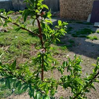 زمین ۷۰۰متری داخل بافت آب برق وگاز چهاردیواری درخت|فروش زمین و ملک کلنگی|صفادشت, |دیوار