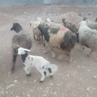 میش بره دار و آبستن