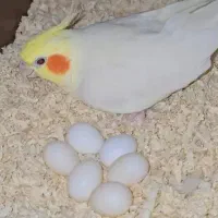 چهار جفت عروس هلندی رو تخم و جوجه