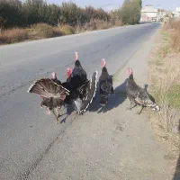 قهل|حیوانات مزرعه|اشنویه, |دیوار