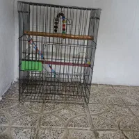 پرنده|لوازم جانبی حیوانات|نسیم‌شهر, |دیوار