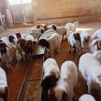 فروش بره شیری و بره بزرگ|حیوانات مزرعه|بدره, |دیوار