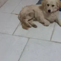 سگ پاکوتاه سفید