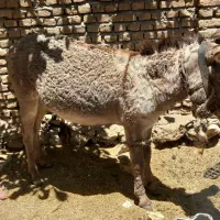 خر گله