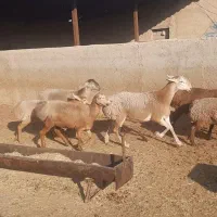 فروش بره چینی نر و ماده بصورت تکی|حیوانات مزرعه|کنار تخته و کمار, |دیوار