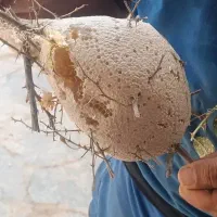 عسل طبیعی